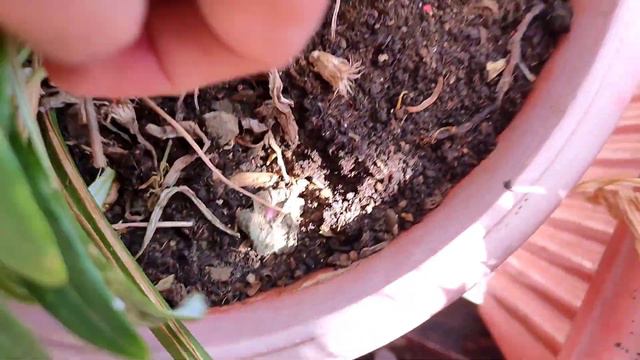 Gazania Plant Care And Propagation / Gazania Plant Grow And Care / Gazania Plant Fertilizer Soil Mi смотреть онлайн