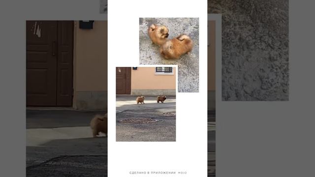 Померанский шпиц, щенки мальчики 02.02.2022. Санкт-Петербург смотреть онлайн