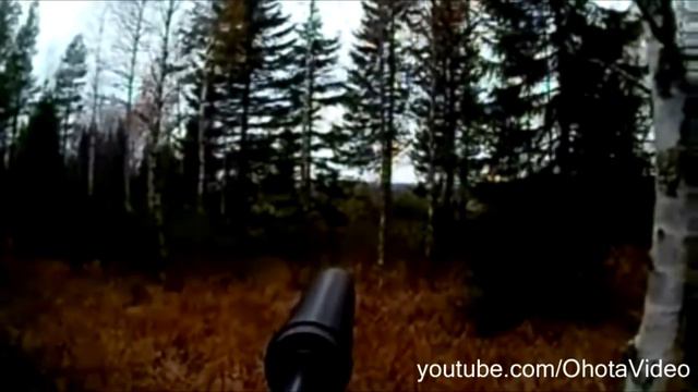 Охота на лося с собакой видео онлайн 2012-2013 Moose hunting in Russia. смотреть онлайн