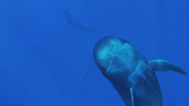Dolphin Embassy. MY PILOT, WHALE - teaser trailer смотреть онлайн