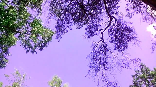 Медитация, пение соловья в лесу. смотреть онлайн