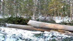 ТТ-4 трелевочник. Рабочие будни.