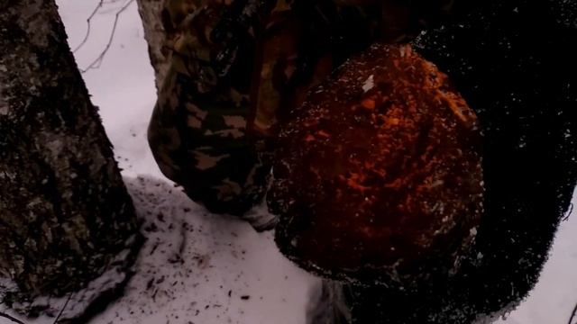 В поисках чаги в зимнем лесу. Всё потерял! смотреть онлайн