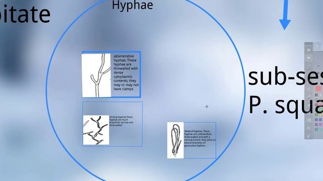 Aphyllophorales; Polyporus Part 3 (lecture in Urdu) смотреть онлайн