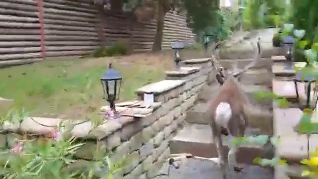 Домашний олень смотреть онлайн
