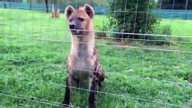 Как смеется гиена смотреть онлайн