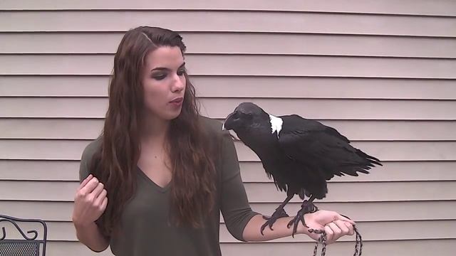 Говорящий ворон смотреть онлайн