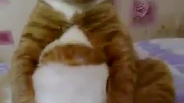 Кот смотрит мультики / Cat Watching Cartoons