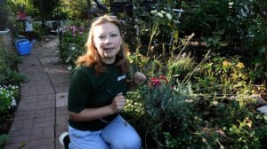 Посадка лаванды в грунт. Лаванда: посадка и уход в открытом грунте