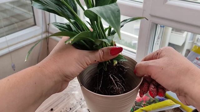 Спатифиллум, Чернеют Листья, Срочно Пересадить смотреть онлайн