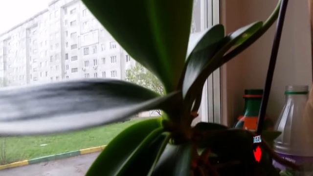 С вами я ваш Ёжик...Мой Кактус ЦВЕТЕТ...Уряяя!!! смотреть онлайн