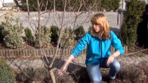 Весенняя обрезка скумпии.