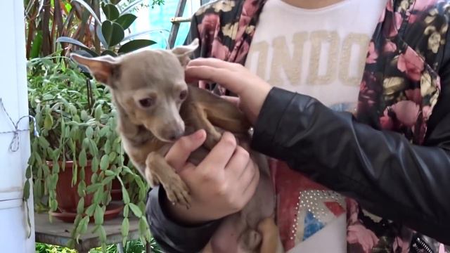 ПАСХАЛЬНЫЙ ВЛОГ ЮНЫХ НАТУРАЛИСТОВ! 1.05.16 смотреть онлайн