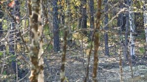 Осенняя охота на рябчика