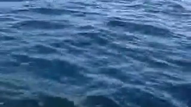 Смотреть Морская Донка И Морской Спиннинг - 