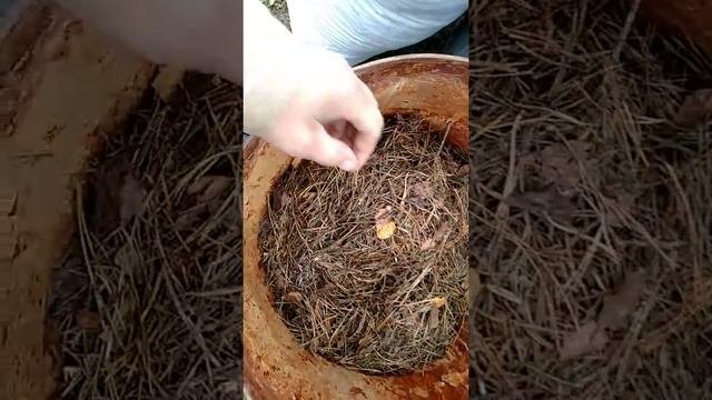 Мульча из леса. смотреть онлайн