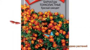 Бархатцы тонкая Красный самоцвет ? обзор: как сажать, семена бархатцев Красный самоцвет