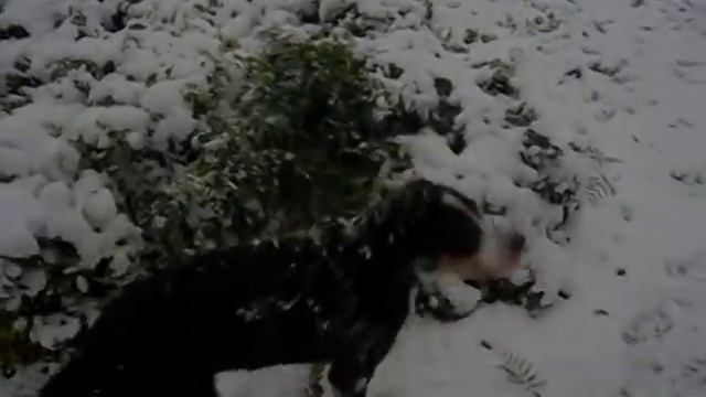 Большой швейцарский зенненхунд сыщик смотреть онлайн