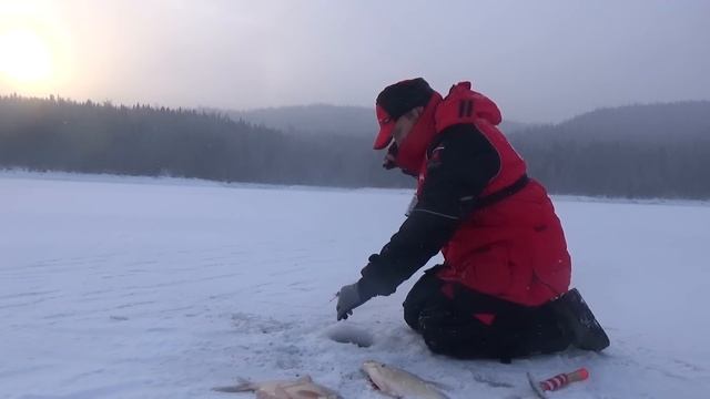 РЕАЛЬНЫЕ СЛОНЫ РВУТ ЛЕСКИ И РАЗГИБАЮТ КРЮЧКИ !!! ВОТ ЭТО ПОРЫБАЧИЛ !!! ЗИМНЯЯ РЫБАЛКА