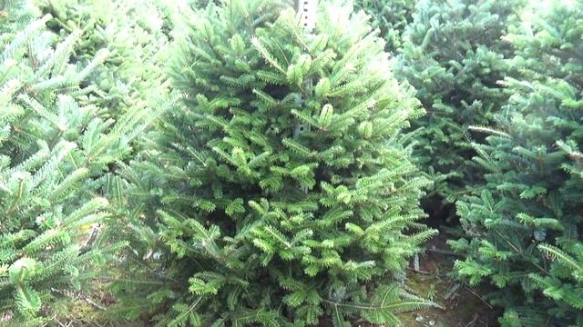 Пихта Фразера (срезанная новогодняя пихта)  11836