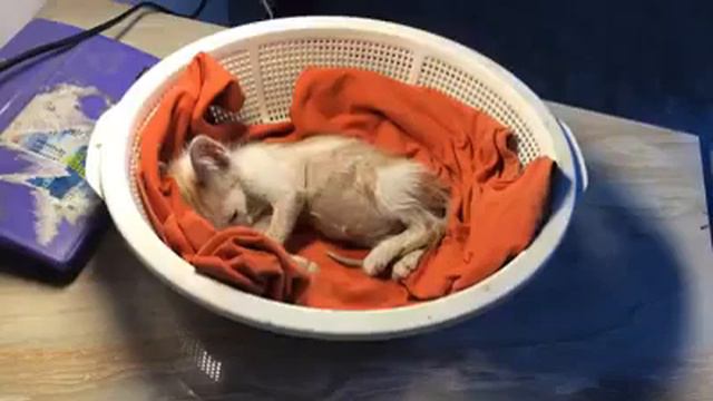 Спасение котёнка