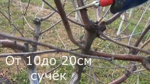 Обрезка вишни.  Произвольная формировка.