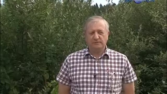 Как не заблудиться в лесу смотреть онлайн