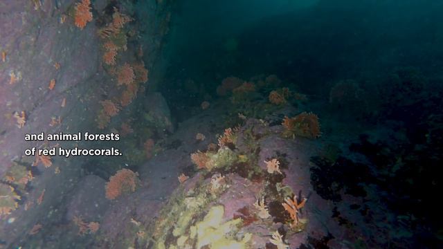 Exploring the Strait of Magellan смотреть онлайн
