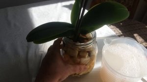 ЛЕЧЕНИЕ ОРХИДЕЙ  ФУНДАЗОЛОМ ОТ ЧЕРНОТЫ У ОСНОВАНИЯ КОРНЕЙ