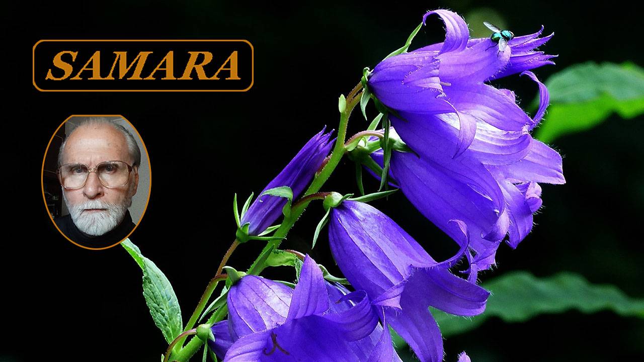 Самара. Ботанический сад. Июнь 2024. 24. & Samara. The Botanical Garden. June. смотреть онлайн