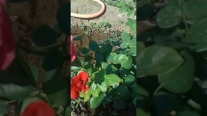 Роза Алан Сушон