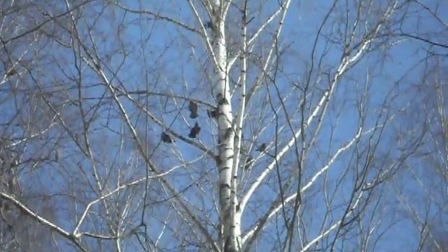 Грачи прилетели!!! смотреть онлайн