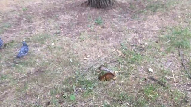 Любопытная белка смотреть онлайн