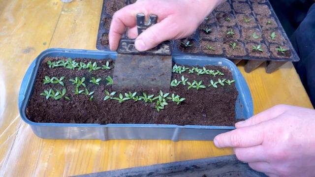 Пикировка ЭУСТОМЫ смотреть онлайн