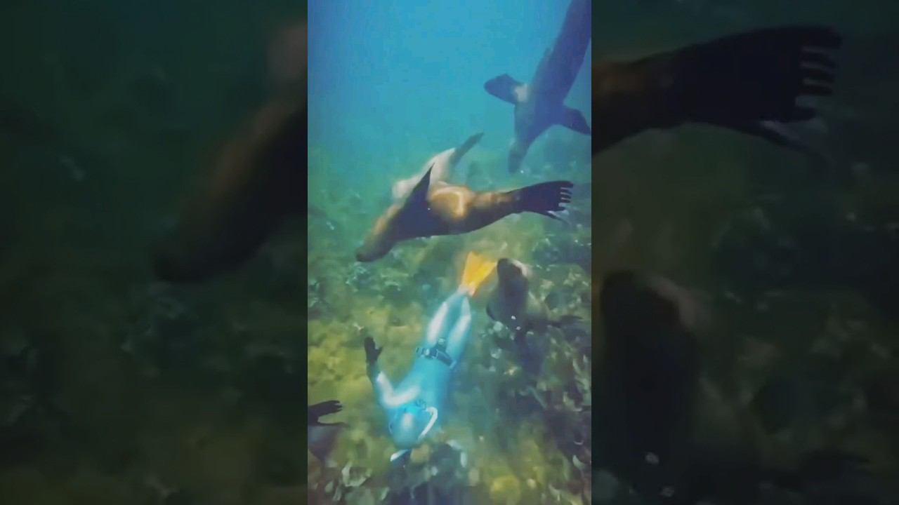 Котики нашли под водой ныряльщика! смотреть онлайн