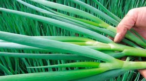 Выращивание лука-батун. ч1