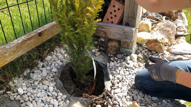 English Yew "Taxus baccata" смотреть онлайн