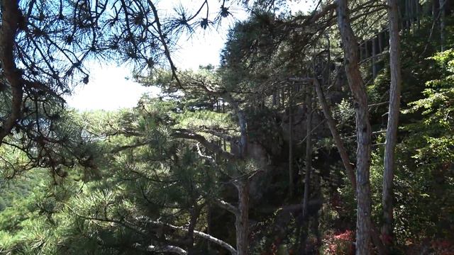 Ялта КРЫМ Боткинская тропа осенью едим Кумкват на Штангеевской тропе смотреть онлайн