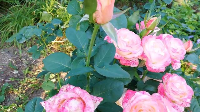 Роза Дэнсинг Квин - Выращивание смотреть онлайн