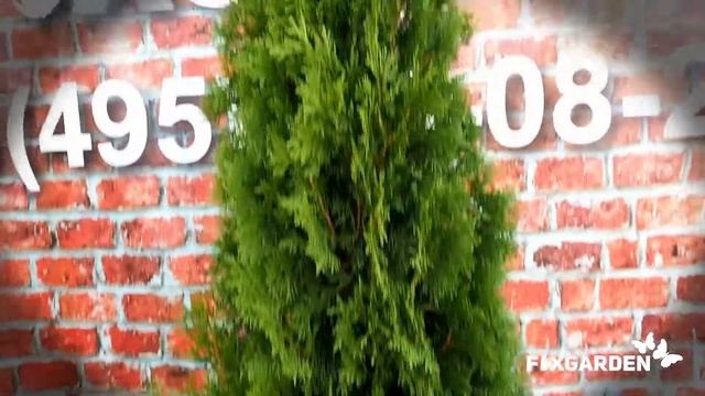 Туя Смарагд от FixGarden.ru смотреть онлайн