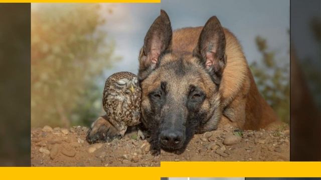 Warm Photos That Show the True Meaning of Friendship смотреть онлайн