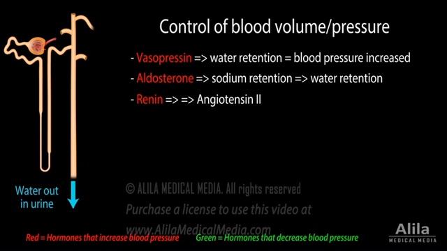 Kidney Homeostatic Functions, Animation смотреть онлайн