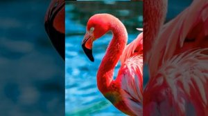 песня розовый фламинго дитя заката