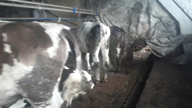 Лучший скот в КамАгро. Звоните +79656176005 смотреть онлайн