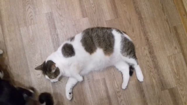 Милый котик катается по полу / Cute cat riding on the floor смотреть онлайн