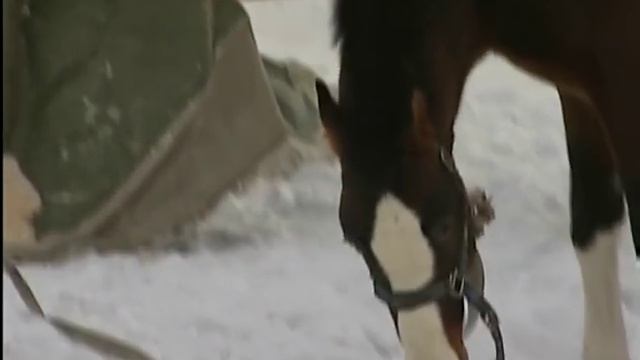 Животные цирка Шапито погибают на холоде из-за конфликта сотрудников смотреть онлайн