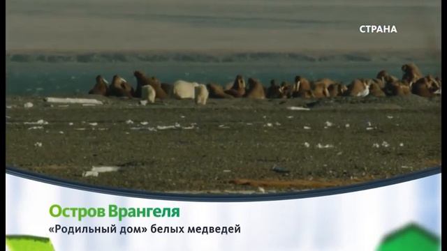 Остров Врангеля смотреть онлайн