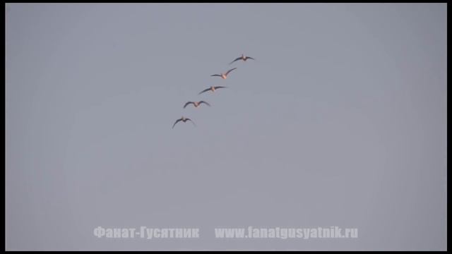 Духовой манок на гуся Dominator Conical смотреть онлайн