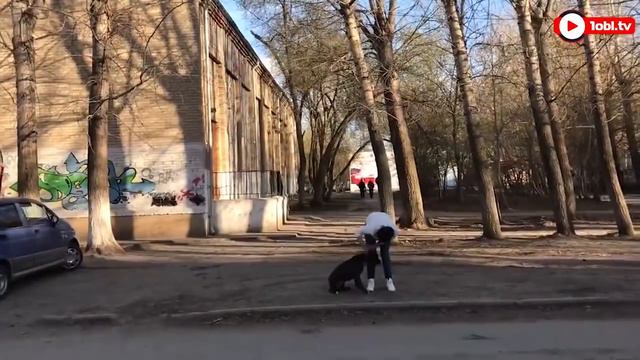 Питбуль на глазах у детей растерзал кошку во дворе чебаркульской школы. ВИДЕО 18+ смотреть онлайн