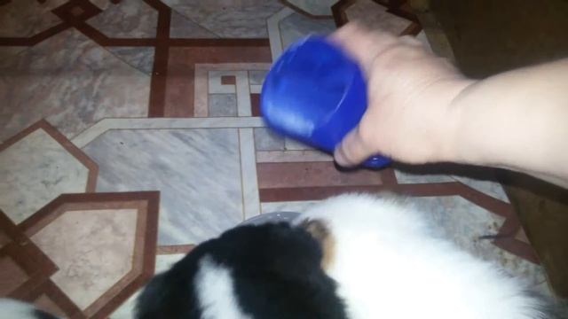 Алабаи. САО. Готовим молочко для месячных щенков. Меню № 2. Готовим замену мамкиному молоку. смотреть онлайн